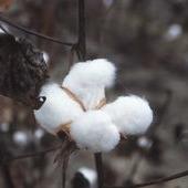 West African Nations Should Use WTO Cotton Decision as Opportunity for Reform