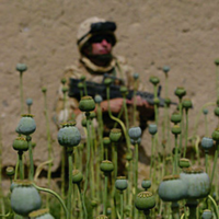 U.S. Error Puts Afghanistan’s Counternarcotics Progress at Risk