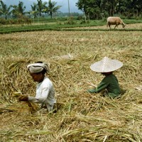 Global Insider: Institutionalized Food Security Cooperation on the Rise in Northeast Asia