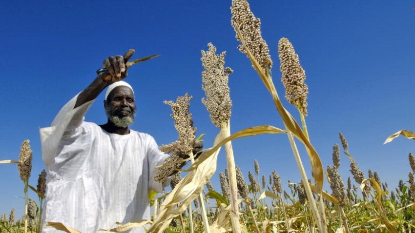 Development Benchmarks for African Agriculture