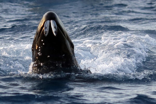 International and Domestic Opinion Turning Against Japanese Whaling