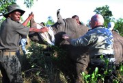 Rangers prepare a darted rhino near Skukuza, South Africa, for transport by truck to an area hopefully safe from poachers, Nov. 20, 2014 (AP photo by Denis Farrell).