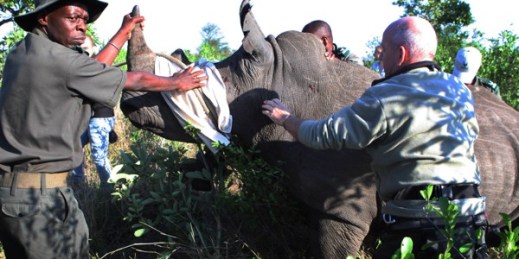 Rangers prepare a darted rhino near Skukuza, South Africa, for transport by truck to an area hopefully safe from poachers, Nov. 20, 2014 (AP photo by Denis Farrell).