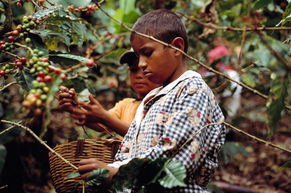 Eradicating Child Labor by 2020 No Easy Task for Central America