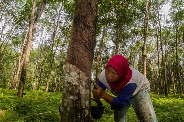 A villager taps a rubber tree, Lubuk Beringin village, Bungo district, Jambi province, Indonesia (Photo by Tri Saputro for the Center for International Forestry Research).