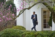 President Barack Obama walks back to the Oval Office of the White House, Washington, March 14, 2016 (AP photo by Pablo Martinez Monsivais).