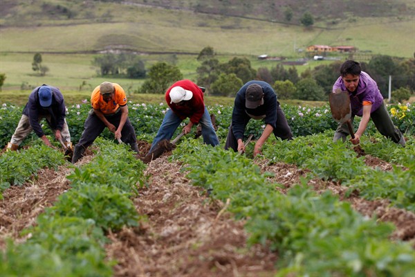 Peasants work in a potato field, Villapinzon, Colombia, Aug. 23, 2013 (AP photo by Fernando Vergara).