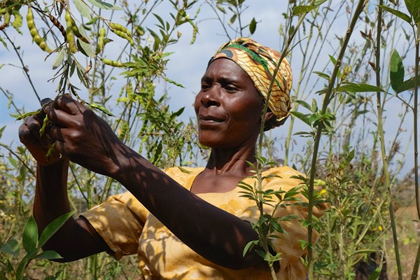 Agnes Tembo, a participant in Malawi's Soils, Foods, and Healthy Communities project, tends to her field of pigeon peas, Mzimba District, Malawi, August 2016 (photo by Jonathan W. Rosen).