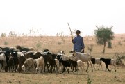 A nomadic Fulani herder grazes his sheep on parched land around Gadabeji, Niger, May 11, 2010 (AP photo by Sunday Alamba).