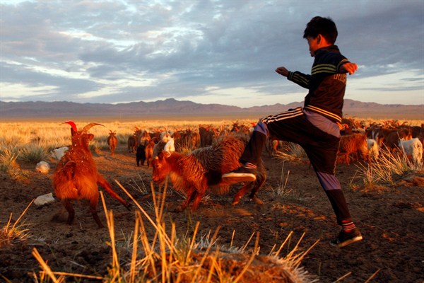 A young boy watches over his goats in Khovd province, Mongolia, June 14, 2011 (AP photo by Petr David Josek).