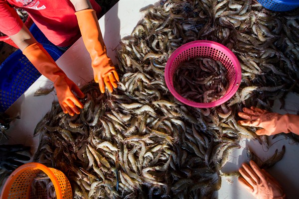 Workers sort shrimp at a seafood market, Mahachai, Thailand, Sept. 30, 2015 (AP photo by Gemunu Amarasinghe).