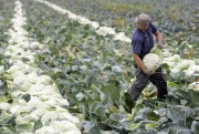 A Polish farm worker harvests white cabbage at a field in Meerbusch, Germany, Sept. 17, 2008 (AP photo by Frank Augstein).
