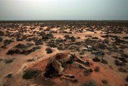 A dead camel decomposes in a region hit by persistent drought, Ben Guardane, Tunisia, March 12, 2011 (AP photo by Lefteris Pitarakis).