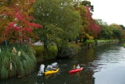 Kayakers paddle down the Avon River in Christchurch, New Zealand, April 19, 2017 (AP photo by Mark Baker).