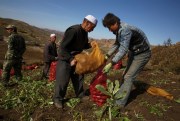 Hui ethnic minority farmers harvest potatoes in northwestern China’s Ningxia Hui autonomous region, Oct. 9, 2015 (AP photo by Ng Han Guan).