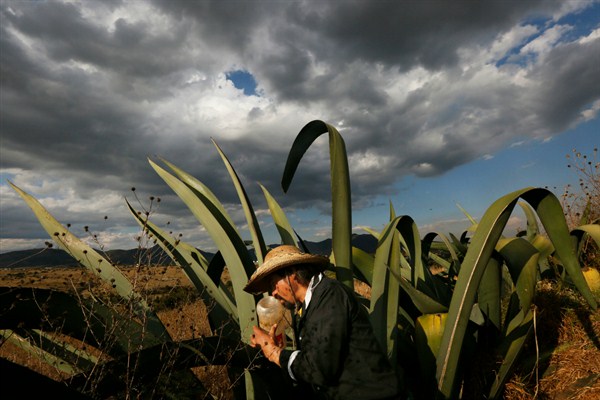 Pulque producer Antonio Gomez extracts liquid from a maguey plant, Santiago Cuautlalpan, Mexico, Nov. 30, 2016 (AP photo by Marco Ugarte).