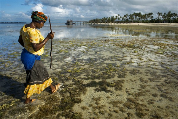 A local woman harvesting seaweed and mollusks during low tide, Zanzibar, Tanzania, Jan. 10, 2018 (Photo by Sergi Reboredo for DPA via AP Images).