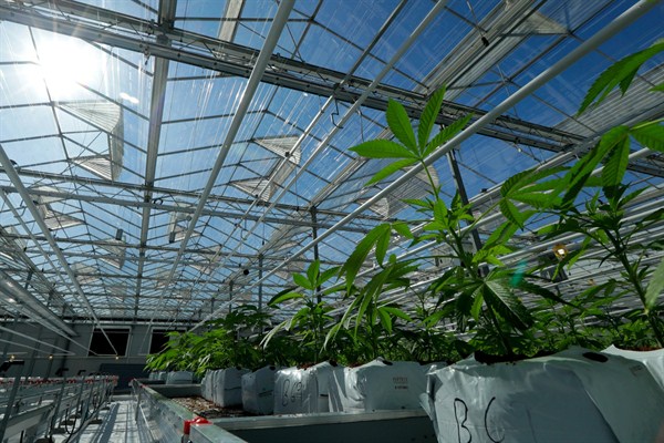 Marijuana plants in a renovated tomato greenhouse, Delta, British Columbia, Canada, Sept. 25, 2018 (AP photo by Ted S. Warren).