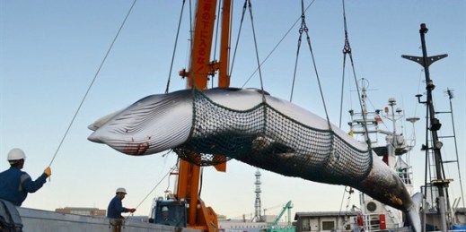A minke whale is landed at a port in Kushiro on Japan’s northernmost main island of Hokkaido on Sept. 4, 2017 (Kyodo photo via AP Images).