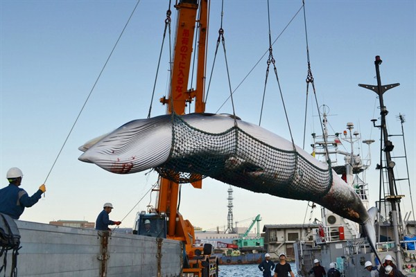 The Impact of Japan’s Split From the International Whaling Commission