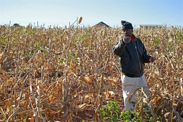 A farmer picks his maize, in Qunu, South Africa, June 12, 2013 (AP photo by Schalk van Zuydam).