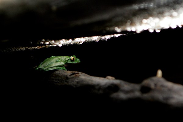 An endangered Agalychnis annae, commonly known as a Blue-Sided Leaf Frog, at the National Biodiversity Institute of Costa Rica, in Heredia, Costa Rica, Oct. 21, 2009 (AP photo by Kent Gilbert).