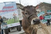 Activists protest with a cow against the EU-Mercosur trade deal, in front of the German Ministry of Finance, Berlin, March 26, 2018 (Photo by J’rg Carstensen for dpa via AP Images).