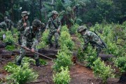 Soldiers uproot coca shrubs as part of a manual eradication operation in San Jose del Guaviare, Colombia, March 22, 2019 (AP photo by Fernando Vergara).
