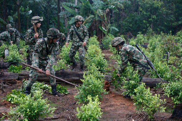 Eradication vs. Legal Coca: Colombia and Bolivia’s Disparate Drug Policies