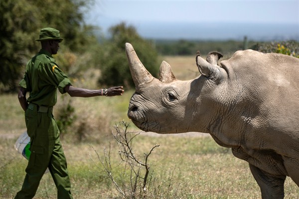 A ranger reaches out toward a female northern white rhino at Ol Pejeta Conservancy, Kenya, Aug. 23, 2019 (AP photo by Ben Curtis).
