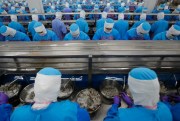 Workers peel shrimps at factory of Thai Union, a major seafood supplier, in Samut Sakhon, Thailand, Aug. 23, 2016 (AP photo by Sakchai Lalit).