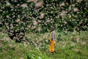 A farmer walks through swarms of desert locusts feeding on her crops, in Kitui county, Kenya, Jan. 24, 2020 (AP photo by Ben Curtis).