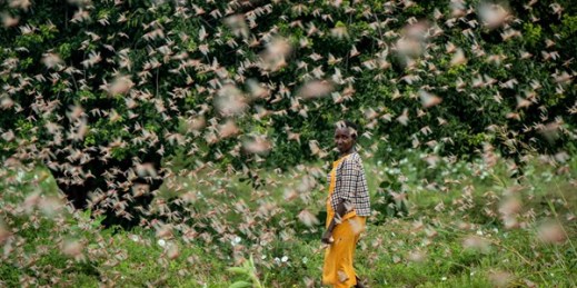 A farmer walks through swarms of desert locusts feeding on her crops, in Kitui county, Kenya, Jan. 24, 2020 (AP photo by Ben Curtis).