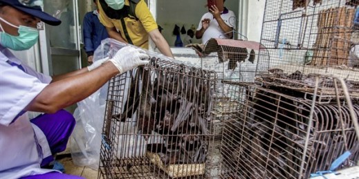 Health officials inspect bats to be confiscated and culled in the wake of coronavirus outbreak at a live animal market in Solo, Central Java, Indonesia, March 14, 2020 (AP photo).