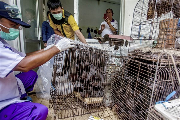 Health officials inspect bats to be confiscated and culled in the wake of coronavirus outbreak at a live animal market in Solo, Central Java, Indonesia, March 14, 2020 (AP photo).