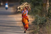 A woman carries firewood on the outskirts of Gauhati, India, Feb. 1, 2019 (AP photo by Anupam Nath).