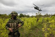 A soldier stands on a coca field during a manual eradication operation in Tumaco, Colombia, Dec. 30, 2020 (AP photo by Ivan Valencia).