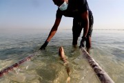 A baby Arabian carpet shark is released into Persian Gulf waters during a conservation project at the Jebel Ali Wildlife Sanctuary, in Dubai, United Arab Emirates, April 22, 2021 (AP photo by Kamran Jebreili).