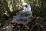 A researcher for Brazil's state-run Fiocruz Institute handles a cage of captured monkeys at Pedra Branca State Park, near Rio de Janeiro, Oct. 29, 2020 (AP photo by Silvia Izquierdo).