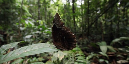 A butterfly alights on a leaf at the Yasuni National Park in the Upper Napo Valley of the western Amazon region, in Ecuador, Aug. 20, 2010 (AP photo by Dolores Ochoa).