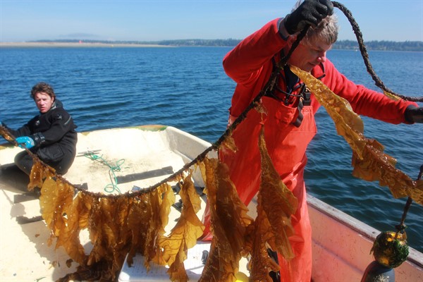 Scientists from the Puget Sound Restoration Fund hold kelp that naturally grew on a buoy line in Washington state’s Hood Canal, part of an experiment on whether a seaweed farm can help combat ocean acidification, April 8, 2016 (AP Photo by Manuel Valdes).