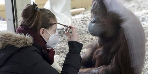 A masked visitor observes an orangutang at the Schoenbrunn Zoo, Vienna, Austria, Feb. 8, 2021 (AP photo by Ronald Zak).