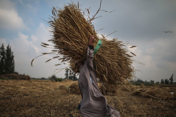 A farmer carries wheat on his farm in a village in the Nile Delta town of Behira, north of Cairo, Egypt, May 14, 2015 (AP photo by Mosa’ab Elshamy).
