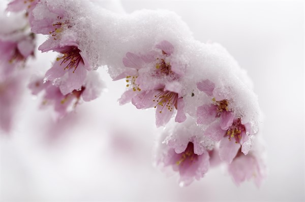 Snow and ice accumulate on a blooming cherry tree in Washington, March 12, 2022 (AP photo by Carolyn Kaster).