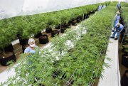 Employees prune plants at a greenhouse growing medical marijuana for export in Nueva Helvecia, Uruguay, Jan. 30, 2019 (AP photo by Matilde Campodonico).