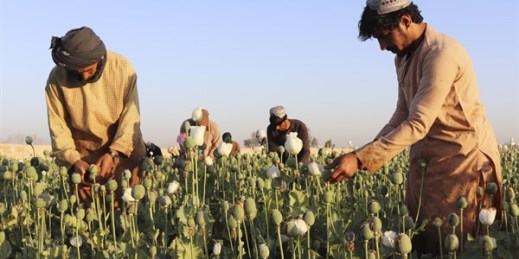 Afghan farmers harvest poppy in Nad Ali district, Helmand province, Afghanistan, April 1, 2022 (AP photo by Abdul Khaliq).